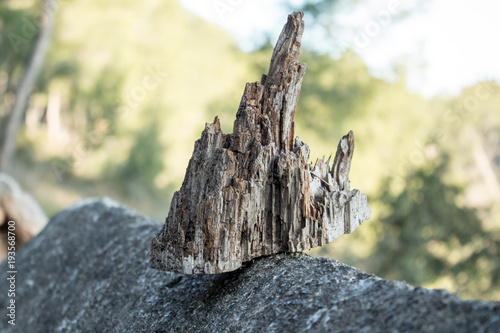 Trozo de madera en detalle
