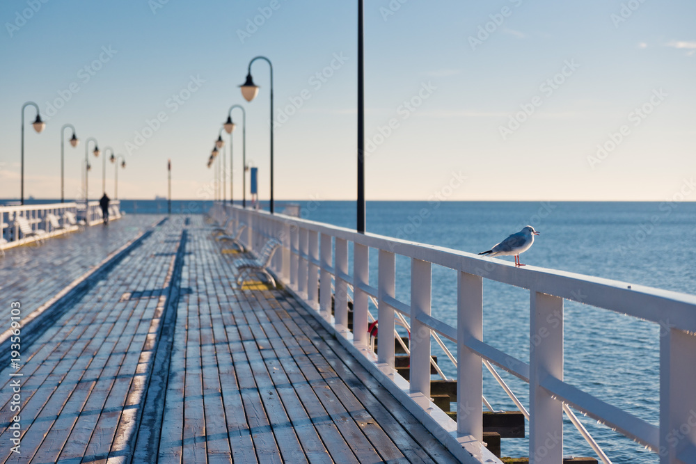  Gull sitting on the pier barierr