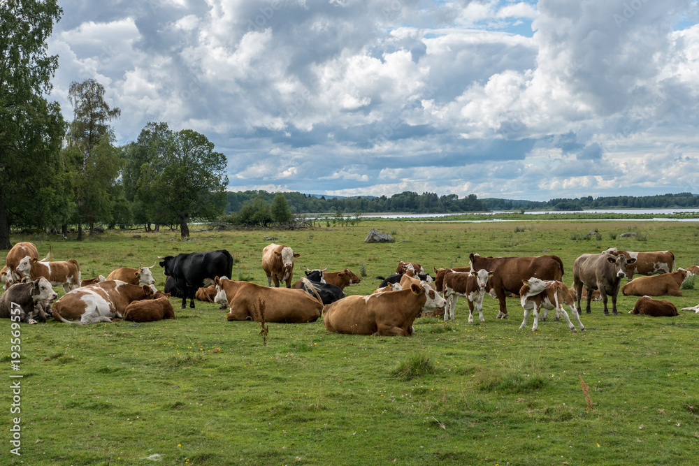 Large herd of cows resting in a green field