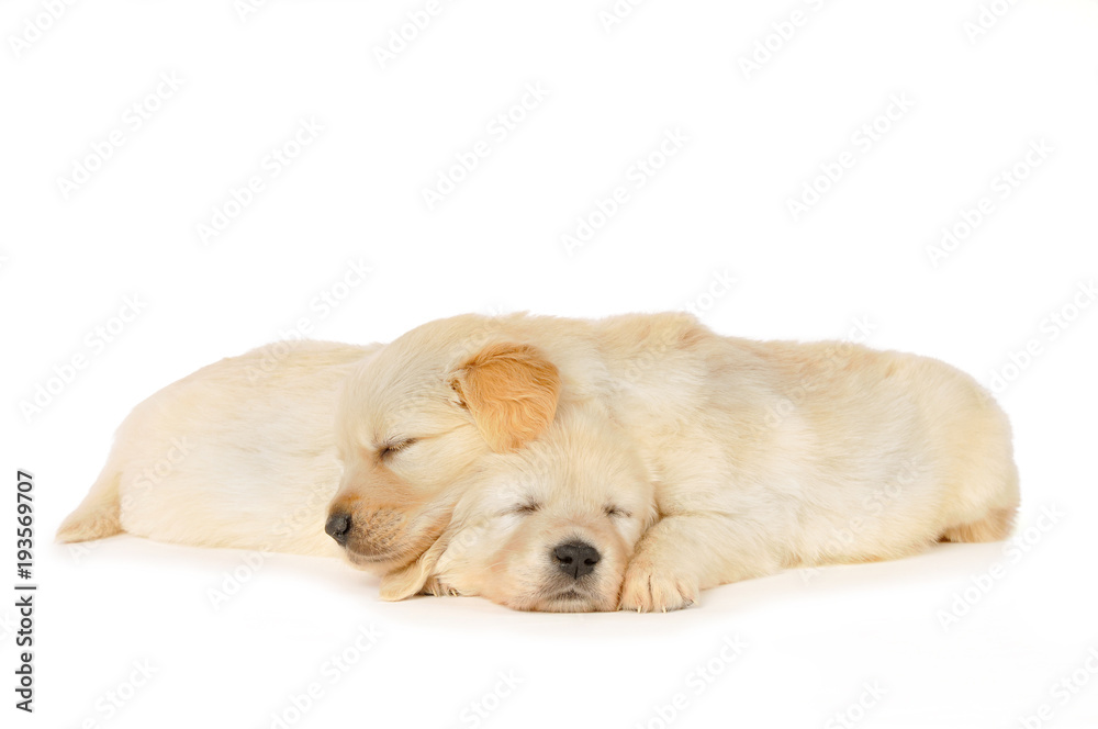 Zwei Golden Retriever Welpen liegen aneinander gekuschelt Zwei Golden Retriever Welpen liegen aneinander gekuschelt