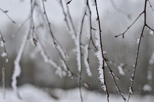 Frosty branches © rytedobilaite