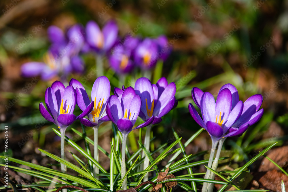 Purple crocuses blooming in the early spring sunshine