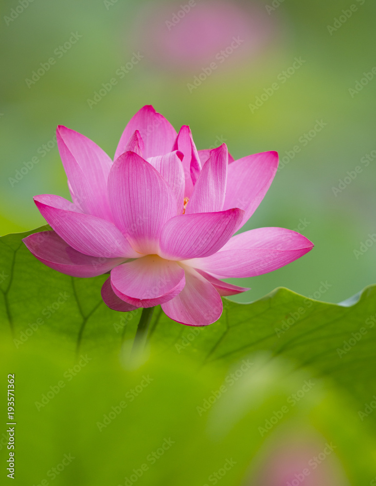 Magenta Lotus (Layer Composition, F-M-B-Ground; Taipei Botanical Garden) Magenta Lotus (Layer Composition, F-M-B-Ground; Taipei Botanical Garden)