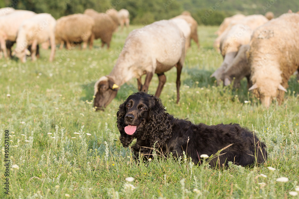 Beautiful black cocker spaniel standing on the grass in a field through sheep, Dobrogea, Romania Beautiful black cocker spaniel standing on the grass in a field through sheep, Dobrogea, Romania