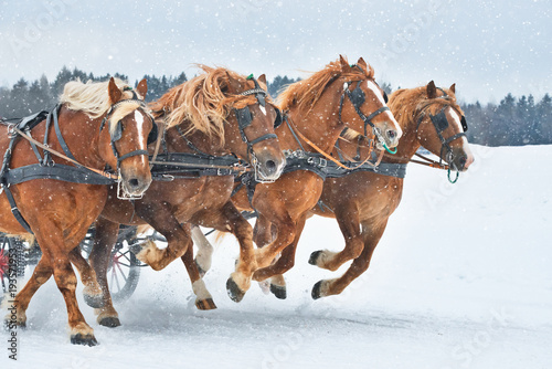 Foto Four palomino horses on the run front view close-up.