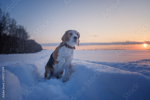 Fototapeta Naklejka Na Ścianę i Meble -  Beagle dog at sunset in winter