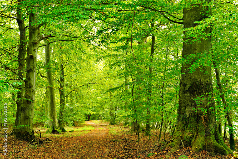 Naklejka Szlak przez naturalny las bukowy, duże stare drzewa, Park Narodowy Müritz