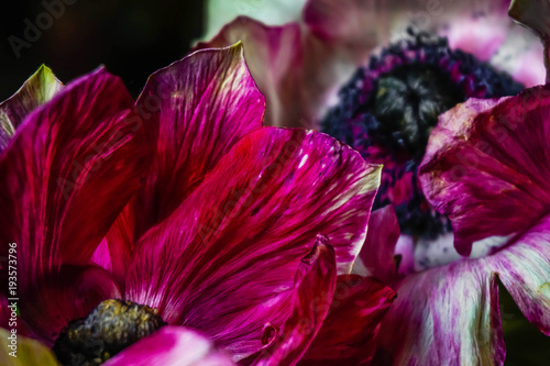 flowers anemones closeup on dark background photo