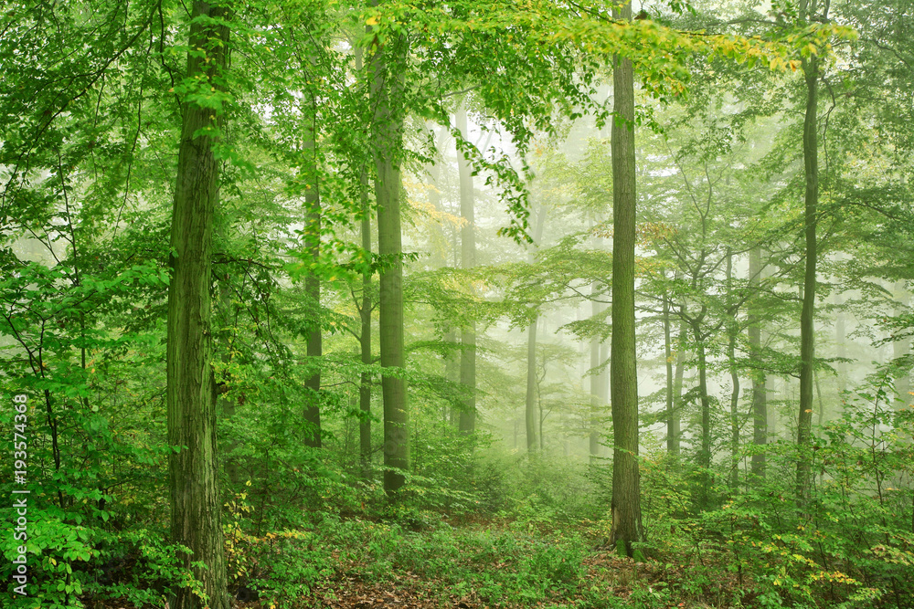 Fototapeta premium Naturalny las bukowy we mgle, gęste zarośla