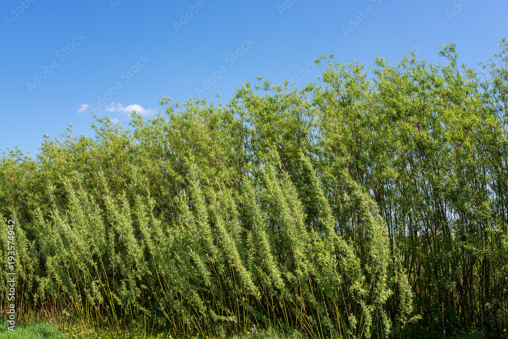 Fototapeta premium Energetic willow (salix viminalis) plantation, alternative energy natural eco background
