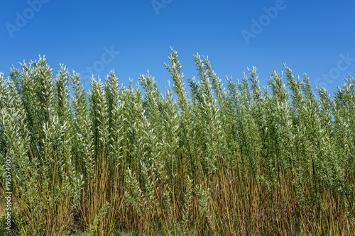 Fényképezés Energetic willow (salix viminalis) plantation, alternative energy natural eco ba