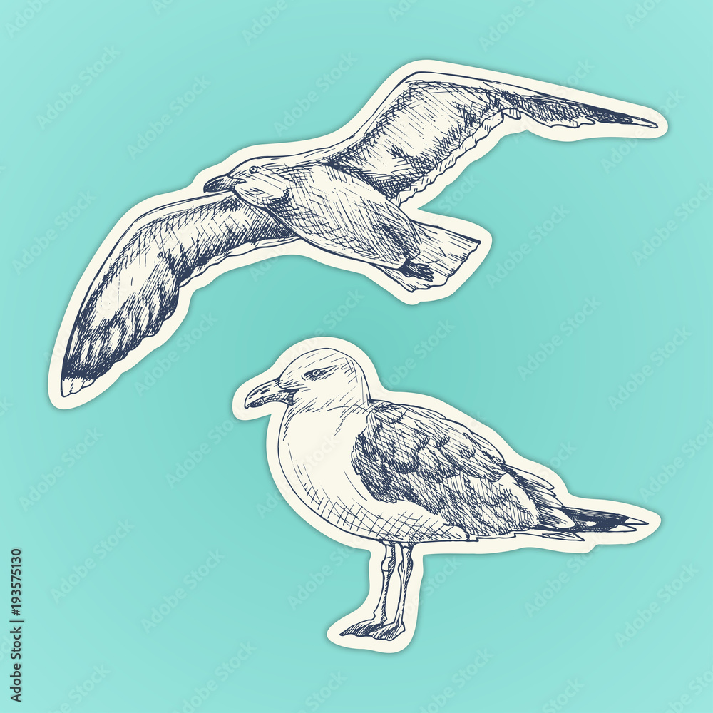 Obraz premium Hand drawn seagull. Marine bird. Vector illustration. Stickers set