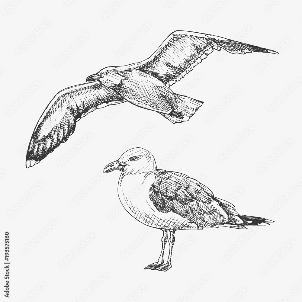 Hand drawn seagull. Marine bird. Vector illustration Векторный объект Stock  | Adobe Stock
