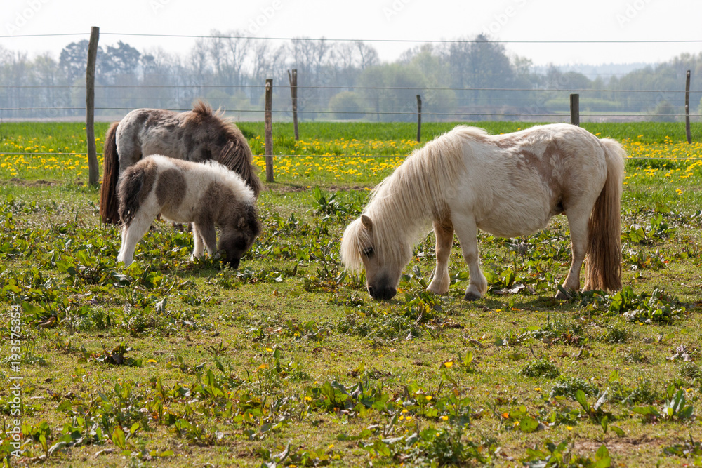 Obraz premium Ponyfohlen mit Mutter auf der Weide