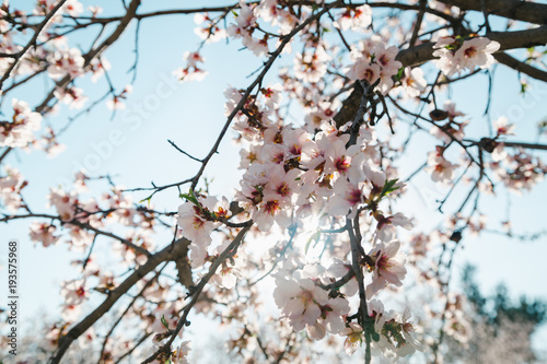 garden with blooming almonds and cherry trees