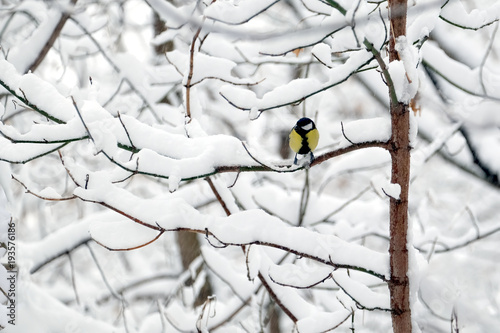 Alone great tit sits on frozen tree branch in snowy winter forest