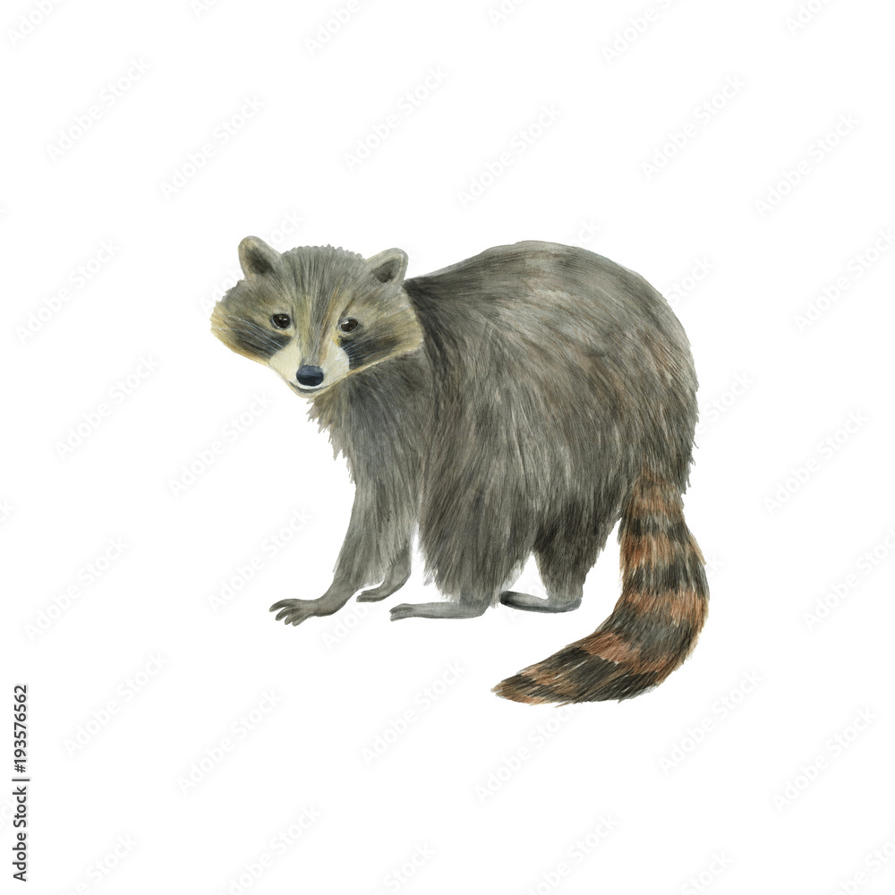 Obraz premium Watercolor painting cute racoon