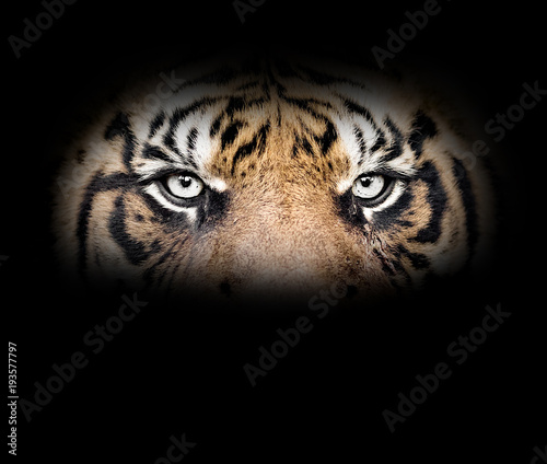 Eyes of the tiger