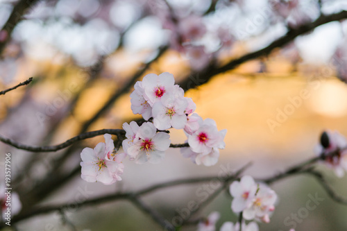 blooming almonds and cherry trees photo