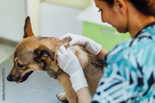Fototapeta Naklejka Na Ścianę i Meble -  Veterinary dog hair consultation