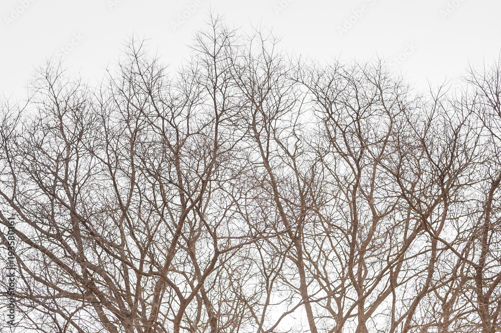 Top Trees Branches Top Trees Branches