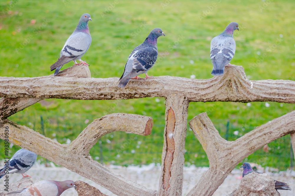 Obraz premium Three Grey Pidgeons