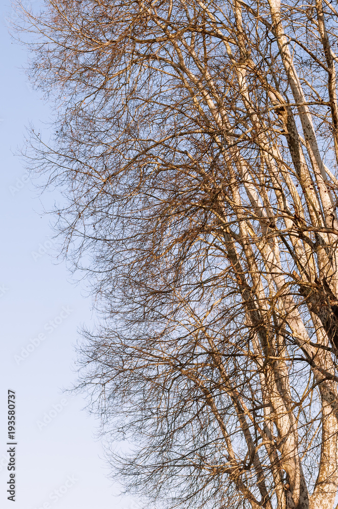 Fototapeta premium Top Trees Branches