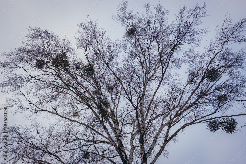 Mistletoes on a birch tree in Podlasie region of Poland Mistletoes on a birch tree in Podlasie region of Poland