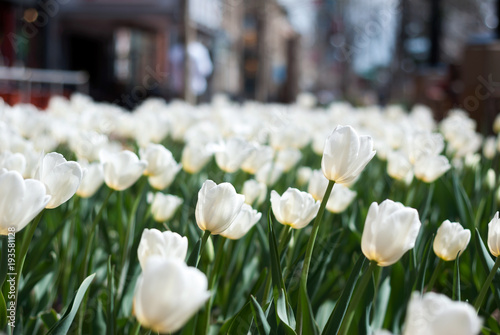 White Tulip Flower Bed