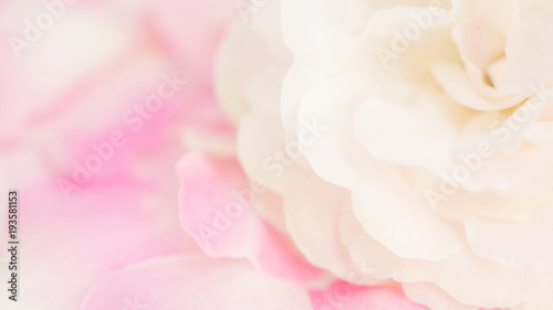 Close up of white and pink rose flower for a background  soft focus.