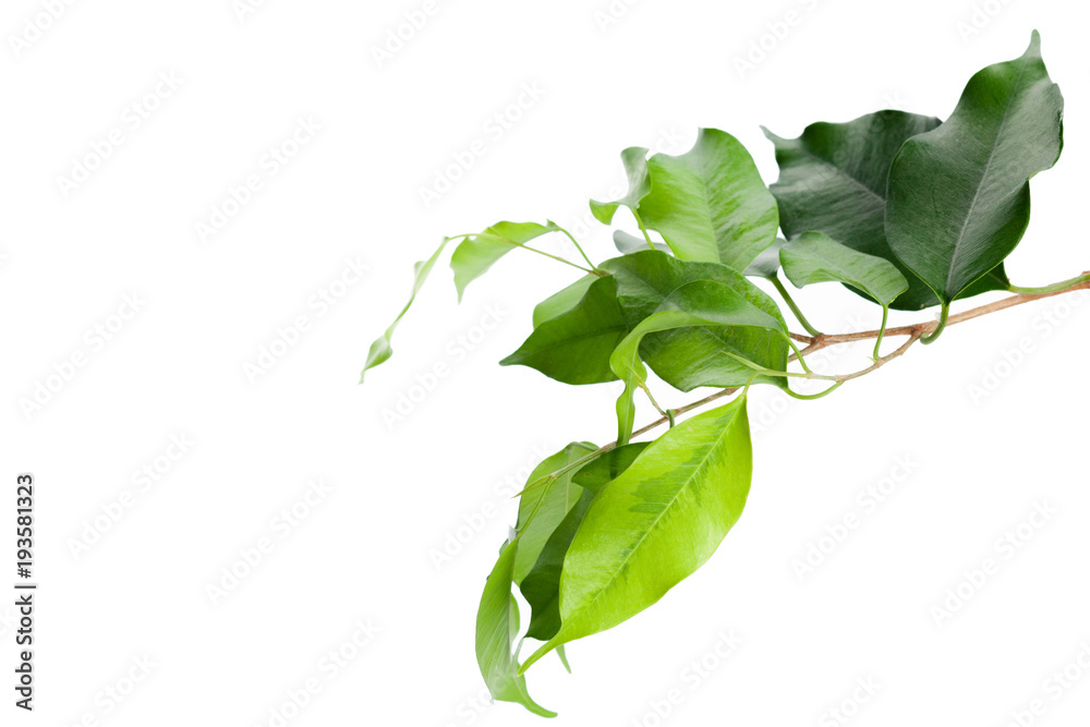 Obraz premium leaf isolated on white