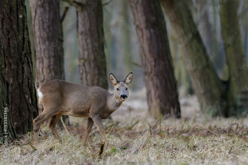Roe deer (Capreolus capreolus) in its natural environment Roe deer (Capreolus capreolus) in its natural environment