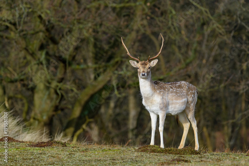 Fallow deer  Dama dama  in its natural habitat