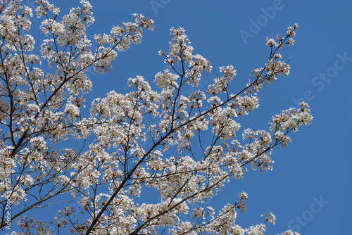 桜の花 © sunnysunny