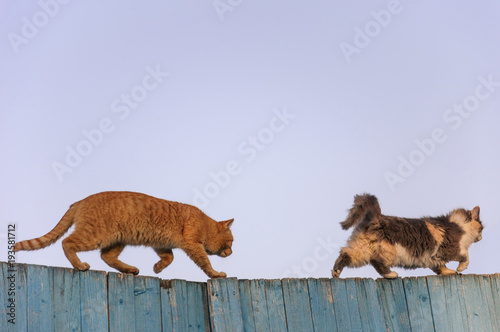 two cats running on a blue fence against clear sky