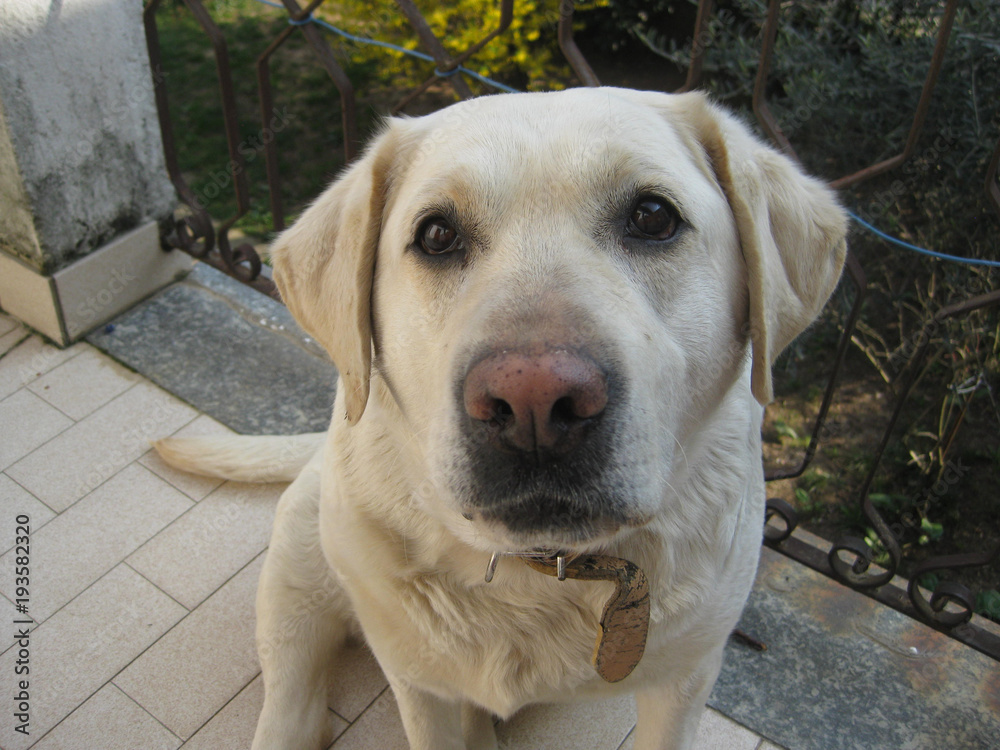 honey labrador dog, look at the camera honey labrador dog, look at the camera