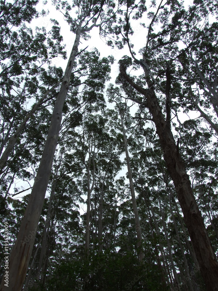 Fototapeta premium Forest Margaret River