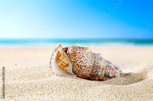 shell on sand and free space  © magdal3na