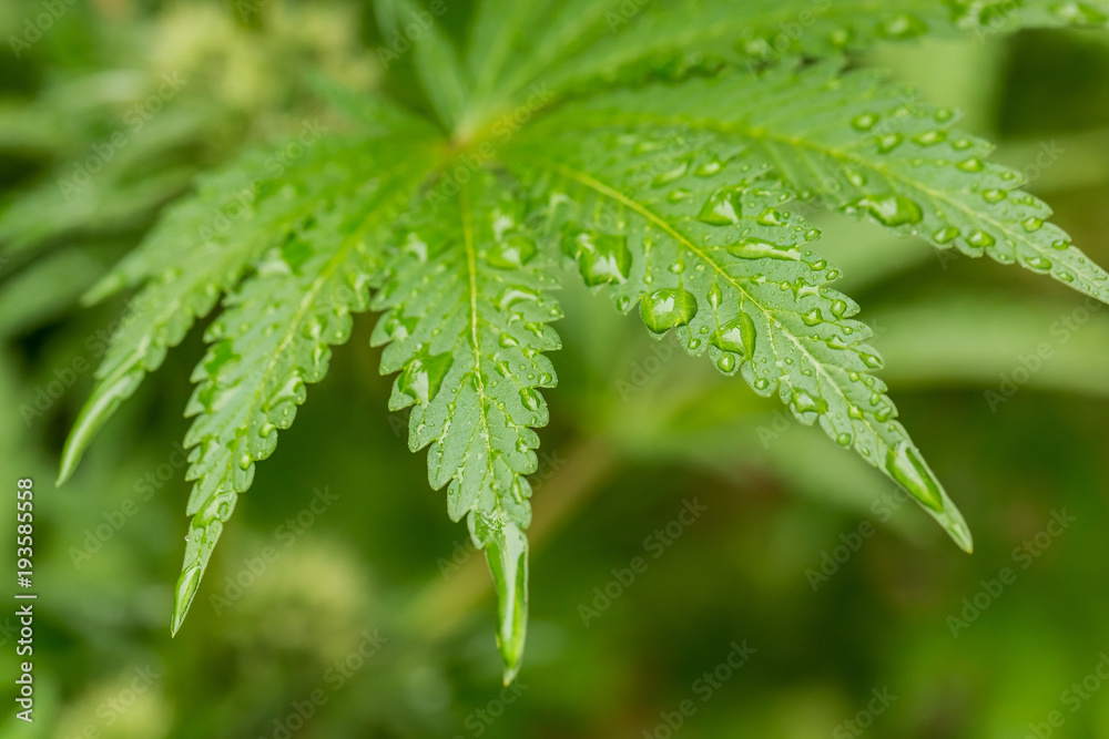 Macro close up of a Cannabis Medical Marijuana plant leaf - obrazy, fototapety, plakaty 