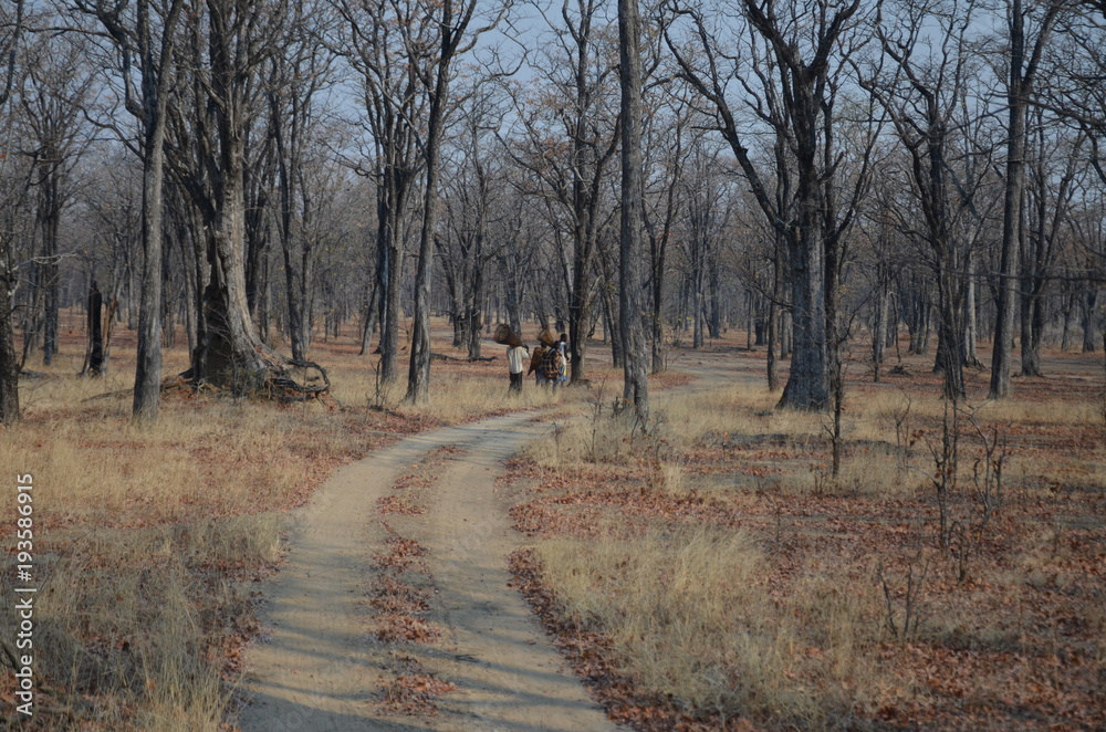 The African landscape. Zambia The African landscape. Zambia