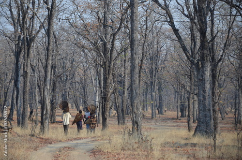 The African landscape. Zambia