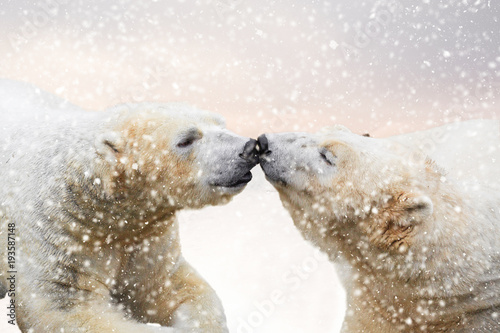 Polar bears in the snow being affectionate