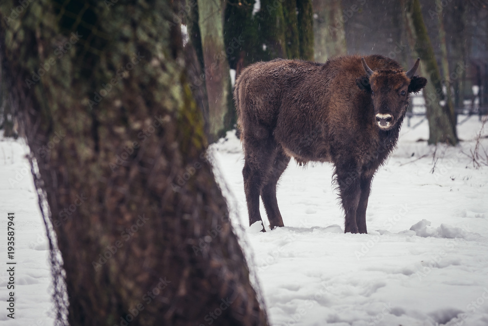 Wisent in show reserve of Bialowieza Forest National Park in Poland Wisent in show reserve of Bialowieza Forest National Park in Poland