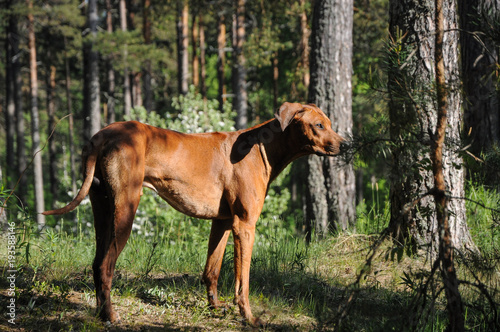 Rhodesian Ridgeback dog