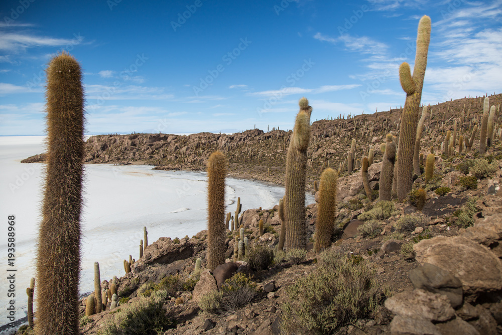 Cactus on the Isla Incahuasi in the Salar de Uyuni, Bolivia Cactus on the Isla Incahuasi in the Salar de Uyuni, Bolivia