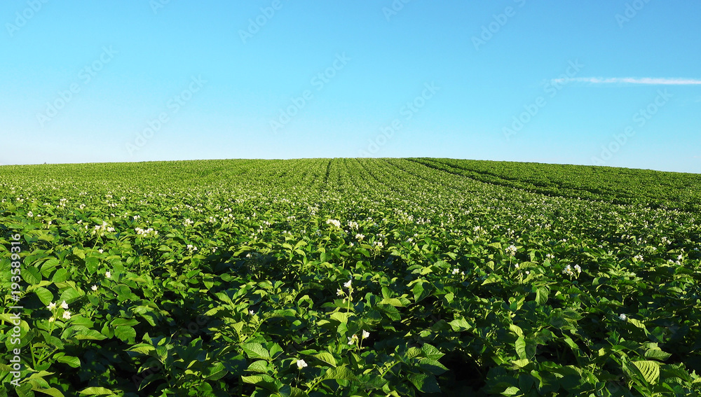 Blooming potato field at beautiful day.