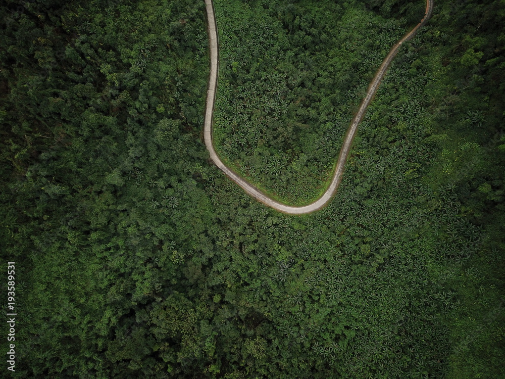 Vietnam Jungle