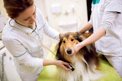 Veterinarian examining dog's heartbeat