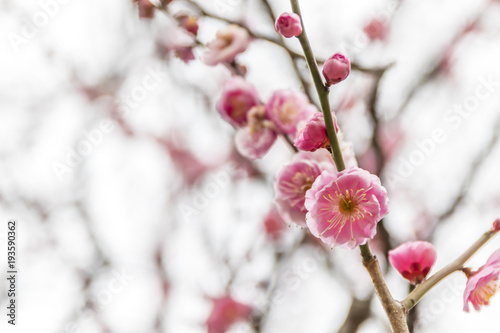 ピンクの梅の花