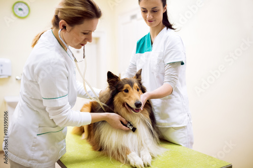 Canvastavla Group of veterinarian examinig dog at clinic